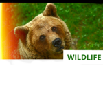 Wild Ánimals