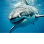 Ocean fan group