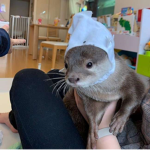 THE OTTER GANG