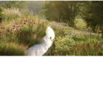 Dxisy’s garden