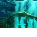 Sharky Kingdom