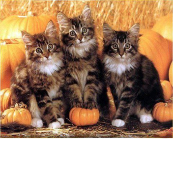 escape the cats the game