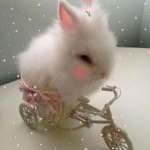 bunnycore