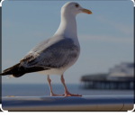 Beach chickens