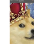 Doge unite. doge forever!!