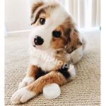 Minipuppy