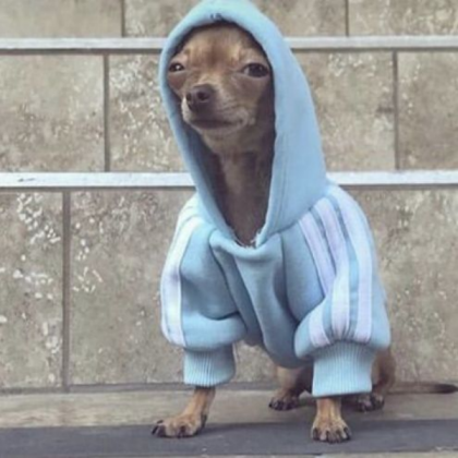 Hoodie dog shirt Roblox decal