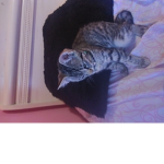 Kitty)You