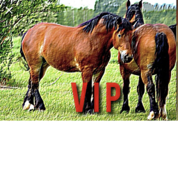 horse (rp)