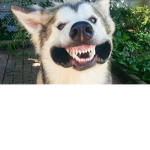 SSSSSSSHHHHHHHHHHHHHHHOOOOOOOOOOOOOOO PPPPPPPPPPPP