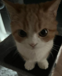 Sweetenname