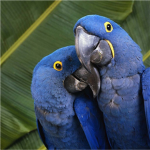 Saving Birds
