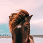 The best horse fans