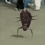 The dancing roaches!!