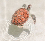 •Turtłes øn røbłox•