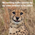 Mimi le guépard !