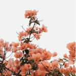 Peachyblossom