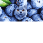 kakku1234