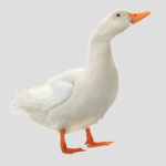 Ducky Creator