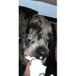 Doggggggg