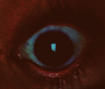 [THE EYE COUNCIL.]