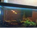 Noob fishy group