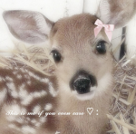 Hibiscus deer's