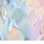 Simply Ethereal HomeStore