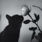 - manu's kittens -