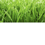 GRASS TOUCHING PEOPLE