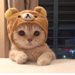 Cute Cat Group i guess