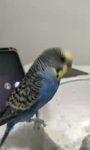 Birbs Vs Seeds