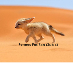 Fennec Fan Fan Club!