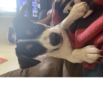 wolfie gang 247