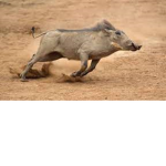 IF I WAS A YOUNG WARTHOG