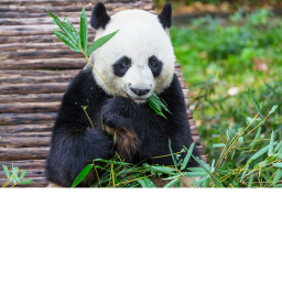PANDA WORLD! <3