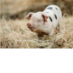 pig obby 2