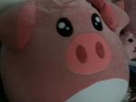 Knorrig15 pigs