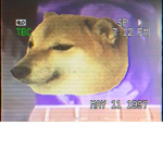The killer truth behind doge-tendo