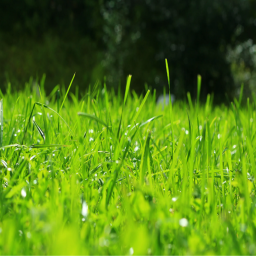 touch grass simulator