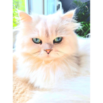 luluro