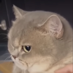 TheFallingFattyRat's little ones