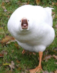 geese r cool