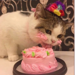 El equipo capitán gato