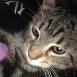 Herbert the cat