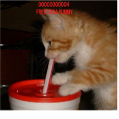Funny Cat Picture#2 Roblox decal