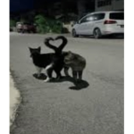 Everyone is love