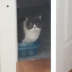 cats are my life <3