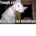 TOUGH CATS