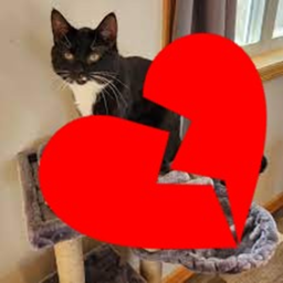 Donate to Mittens 🤎
